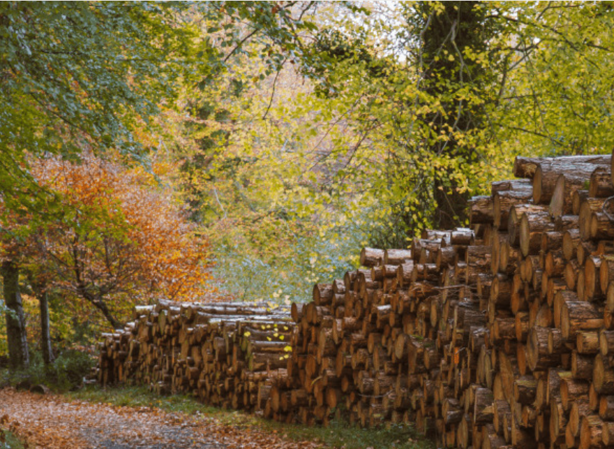 Careers at Coillte